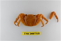 藏品(白紋方蟹)的圖片